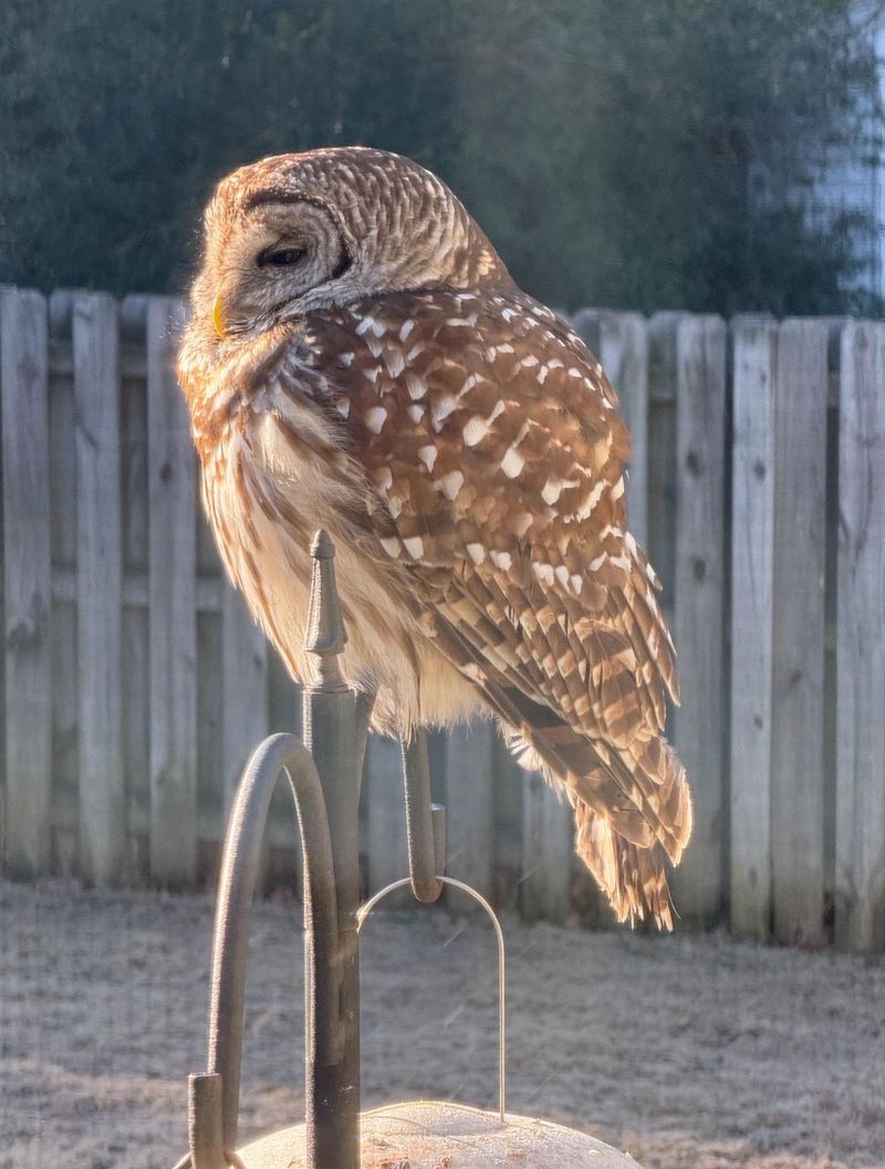 4. Availability Of Bird Feeders Attracting Prey