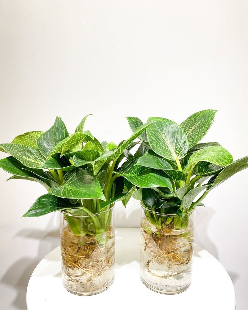 4. Philodendron