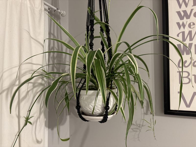 #5 Arrange It In A Hanging Basket On Your Porch