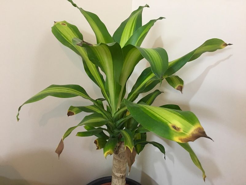 #5 Yellowing Leaves Hinting At Hidden Heat Stress