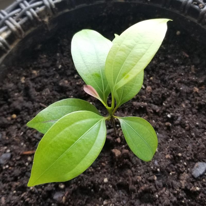 #5 Plant Seeds Or Transplant Seedlings With Care