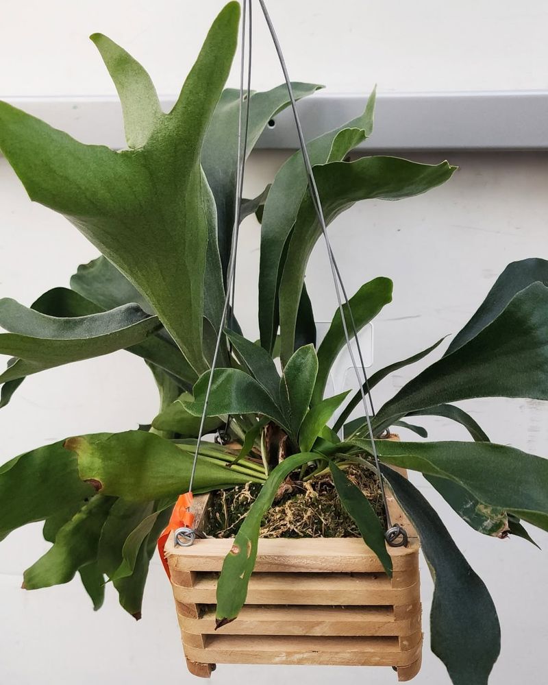 5. Platycerium (Staghorn Fern)