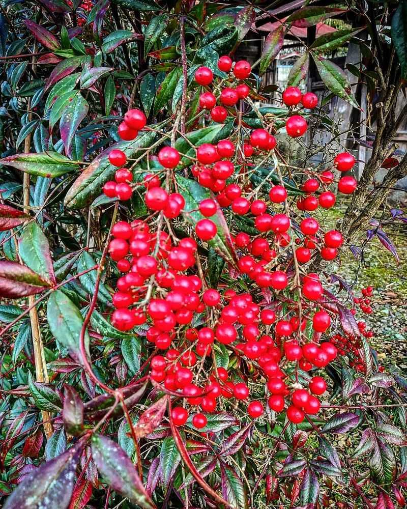 5. Nandina (Heavenly Bamboo)
