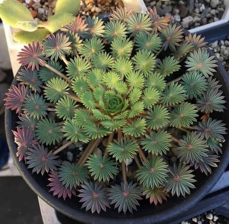 5. Maintain Moderate Humidity Levels Around Your Plant