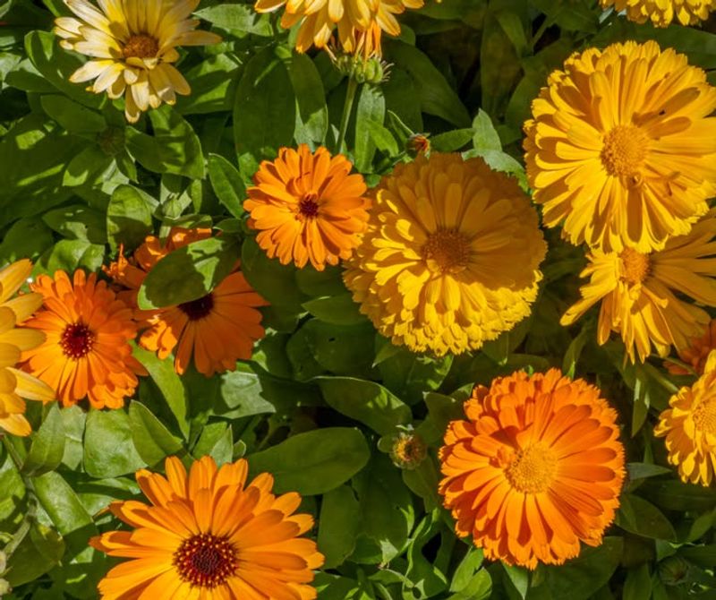 5. Calendula