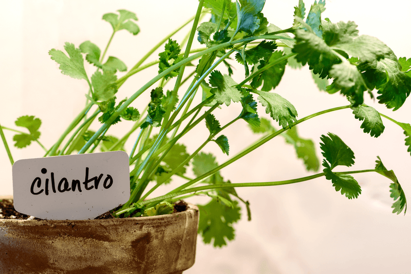 5. Cilantro