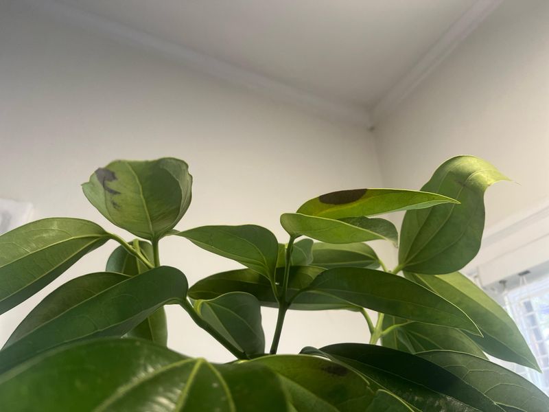 #6 Provide Bright Indirect Light For Optimal Growth