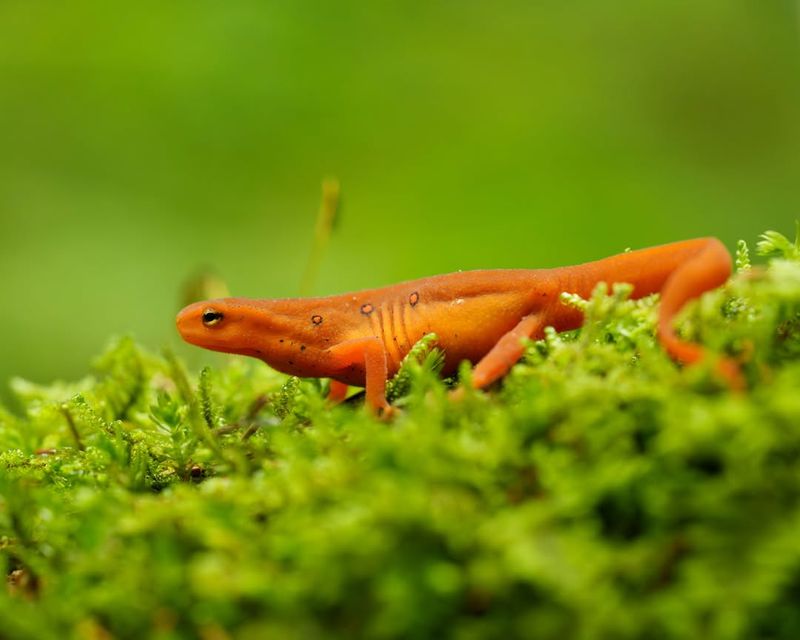 Eastern Newt (Especially The Red Eft Stage)