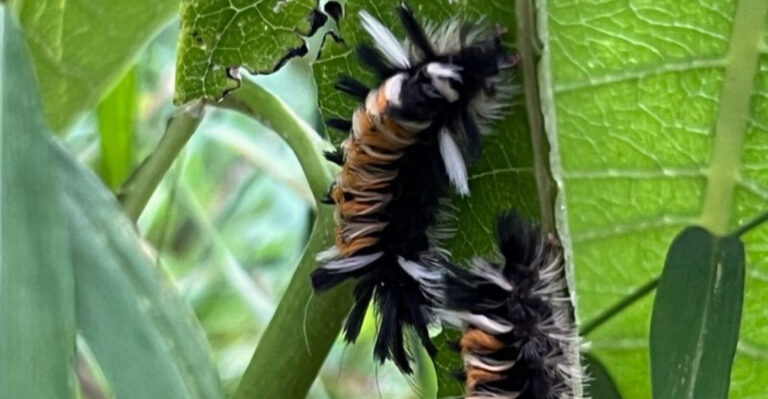 Milkweed Tussock Moth Caterpillar