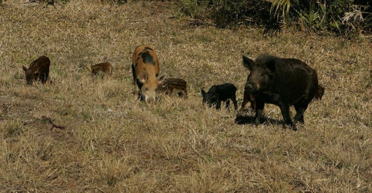 feral hogs (featured image)