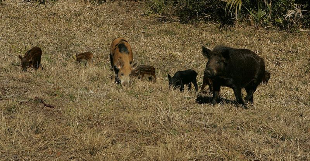 5 Things Arkansas Homeowners Should Do If A Feral Hog Shows Up (And 3 To Avoid)