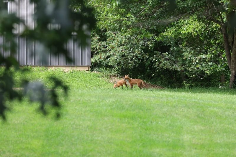 Observe From A Safe Distance