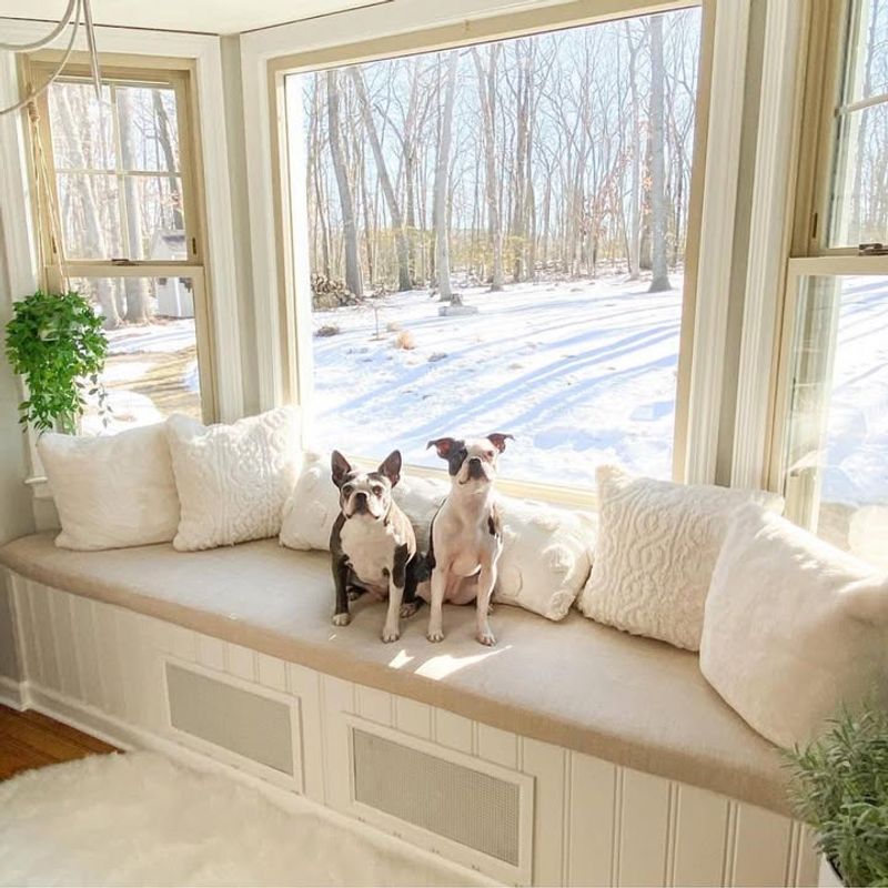 Secure Your Pets Immediately