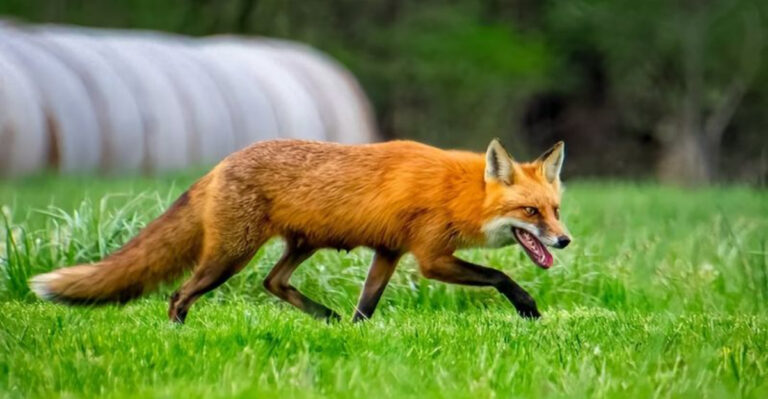 fox in garden