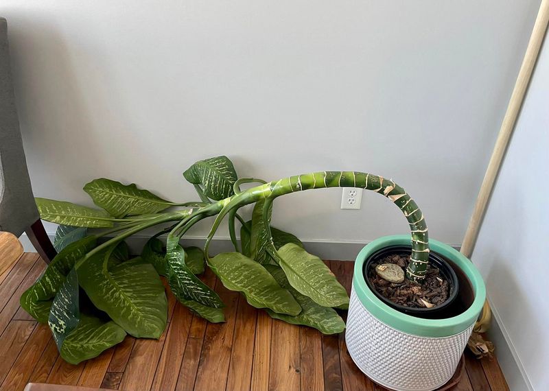 #6 Plants Leaning Away From The Radiator's Warm Blast