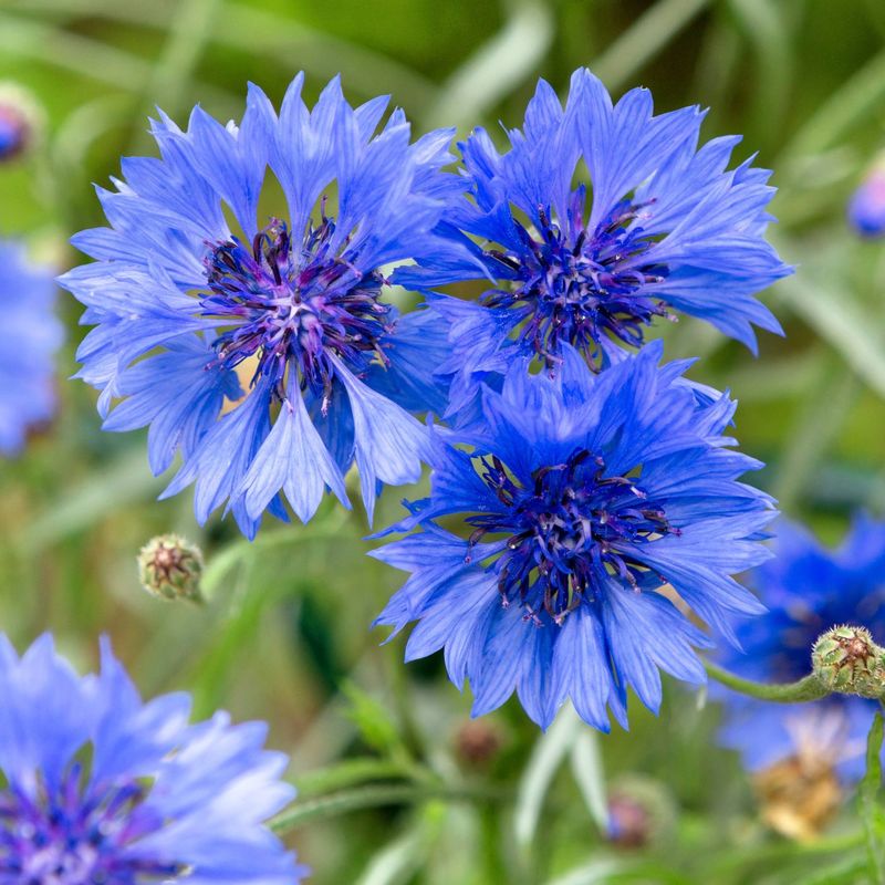 6. Cornflowers