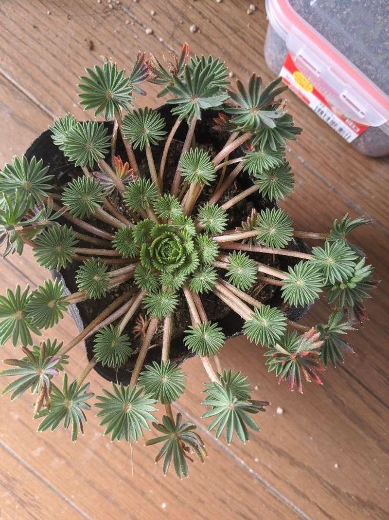 6. Feed With Diluted Fertilizer During Growing Season