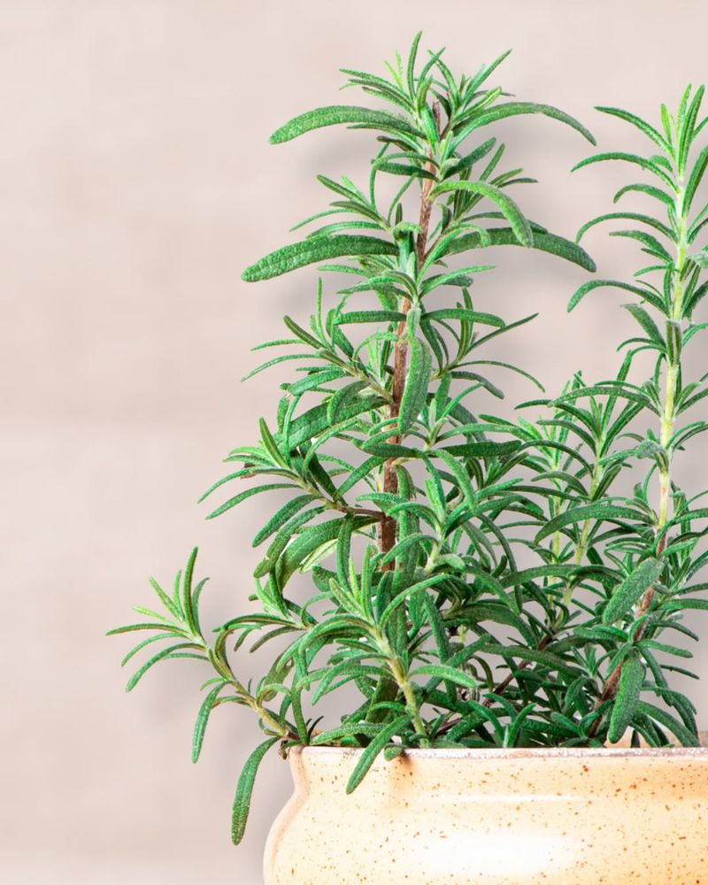 6. Rosemary