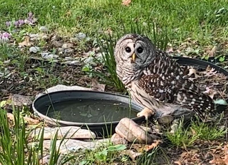 6. Water Sources Like Ponds And Birdbaths