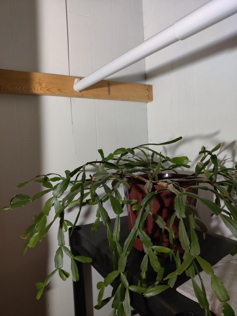 6. Not Enough Light Is Weakening Growth