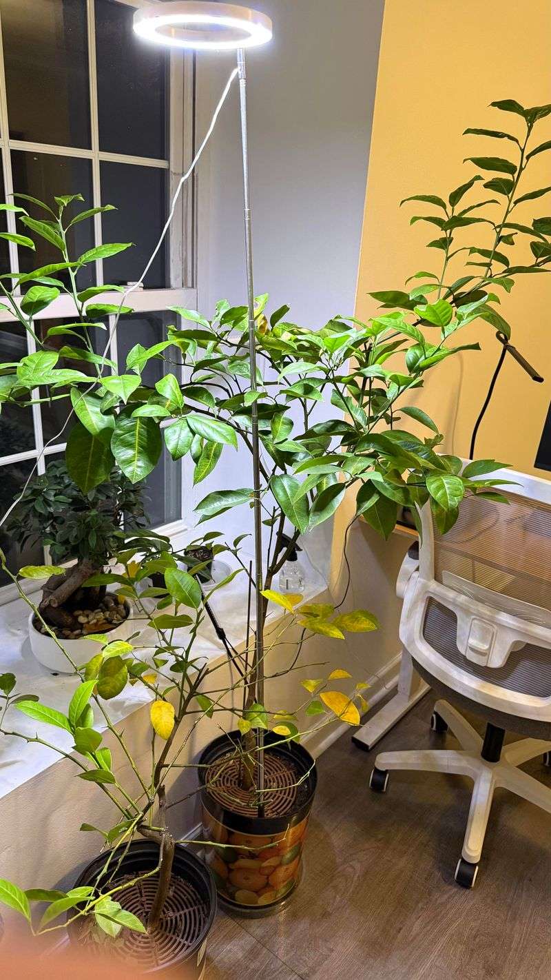 #7 Prune Regularly To Encourage Bushy Growth