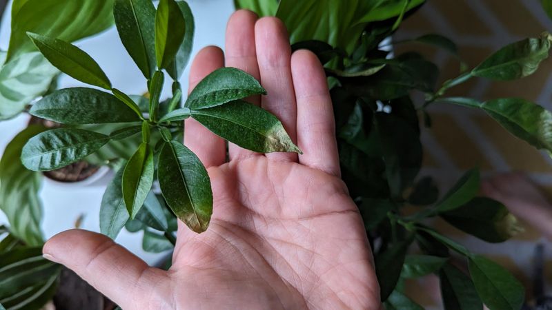 #7 Sudden Leaf Drop That Feels Totally Out Of Nowhere