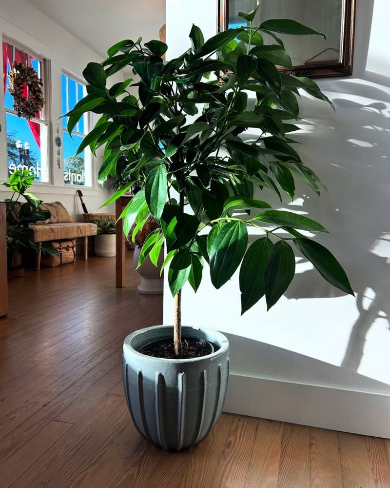 #7 Water Consistently To Maintain Moist Soil Conditions