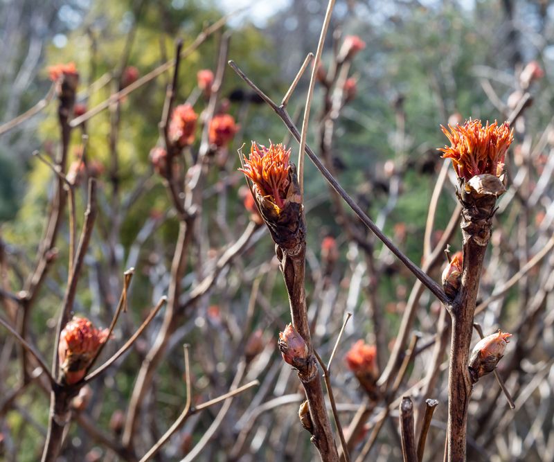 Deep Shade Under Mature Trees