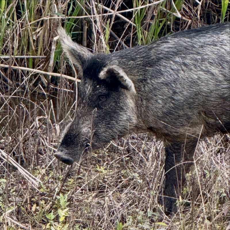 Stay Calm And Keep Your Distance