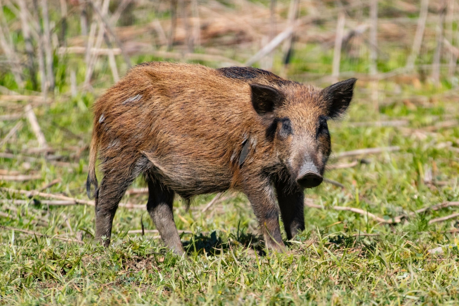 feral hog