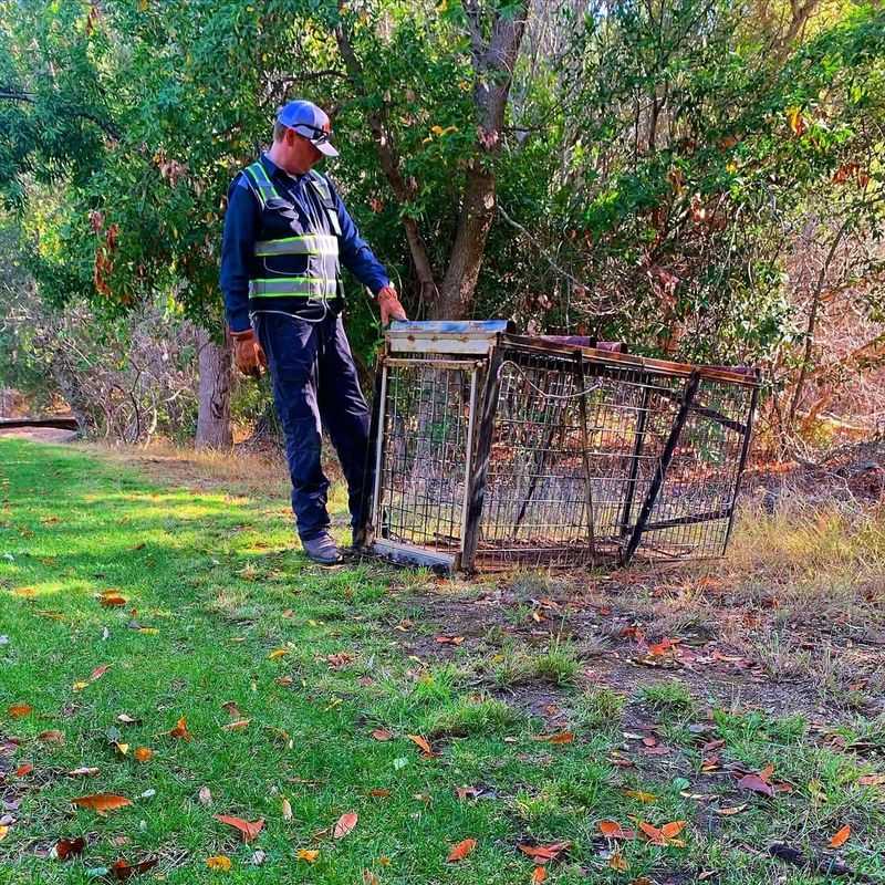 Don&rsquo;t Try To Trap Or Handle The Hog Yourself