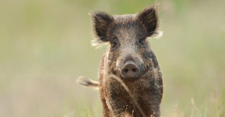 feral hog