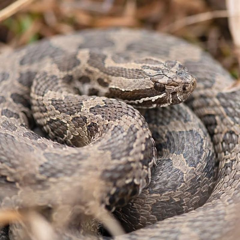 Eastern Massasauga Rattlesnake