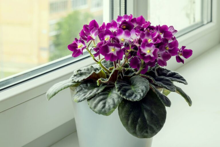 african violet