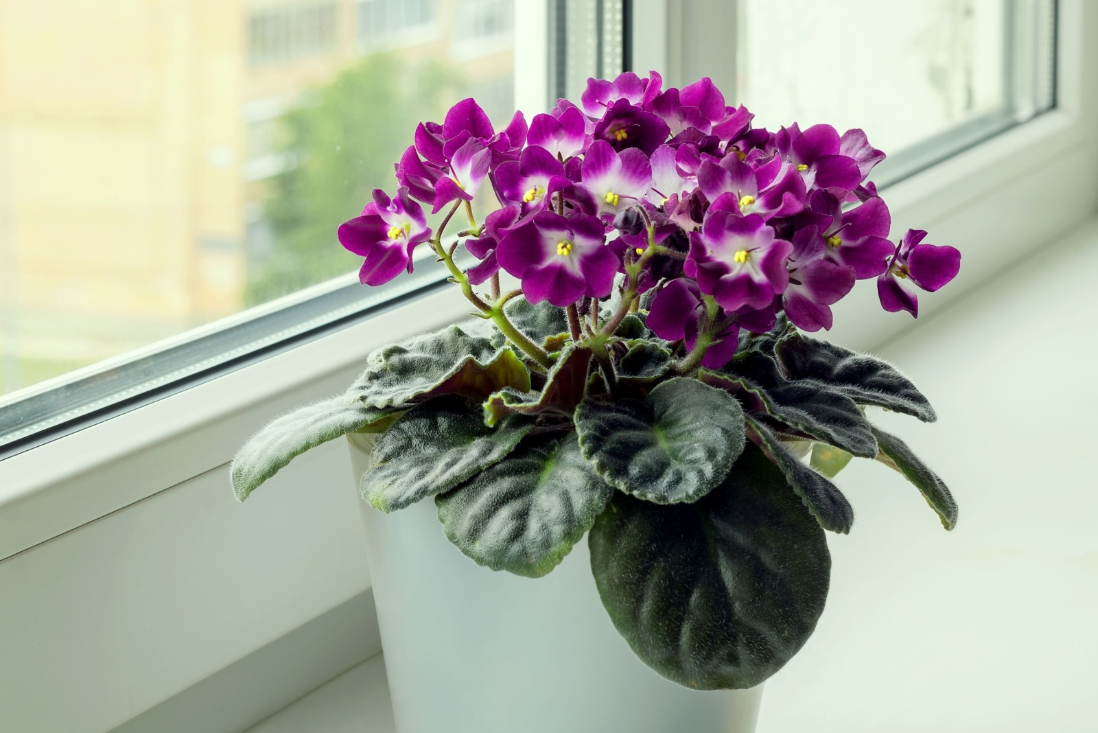 african violet