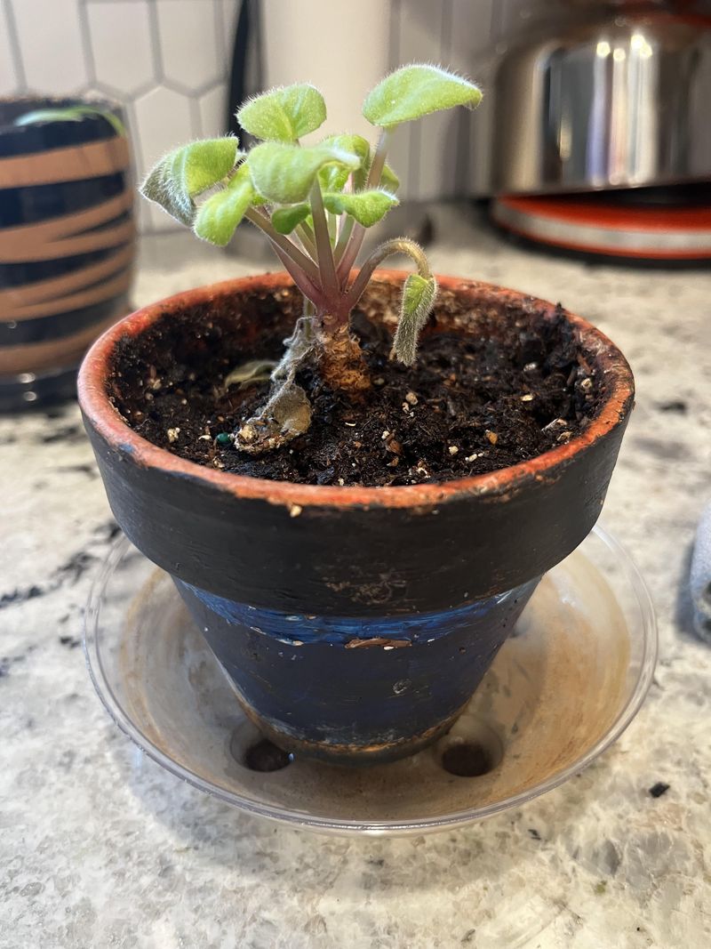 Soil Conditions: Supporting Color, Not Rewriting It