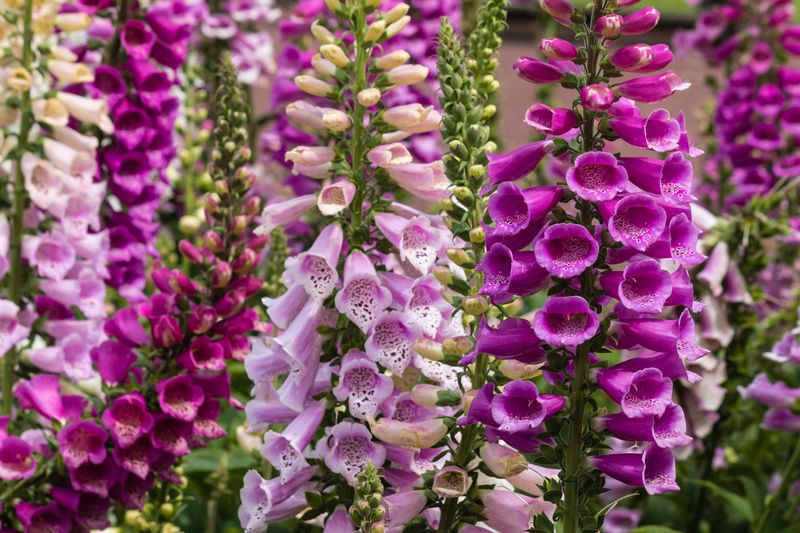 7. Foxgloves