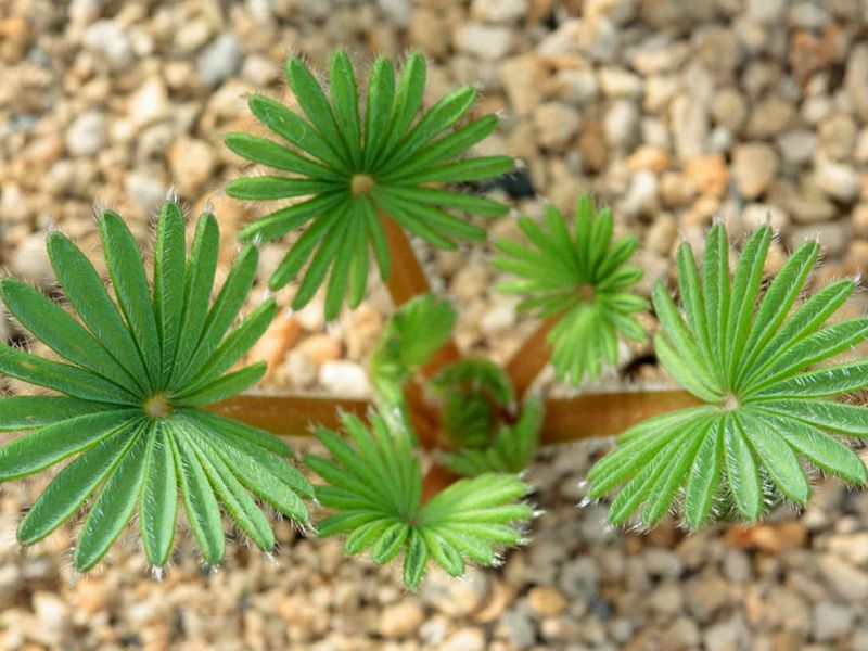 7. Prune Damaged Or Yellowing Leaves To Encourage Growth