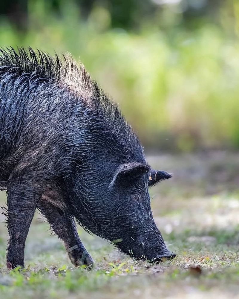 Never Attempt To Chase Or Corner The Hog