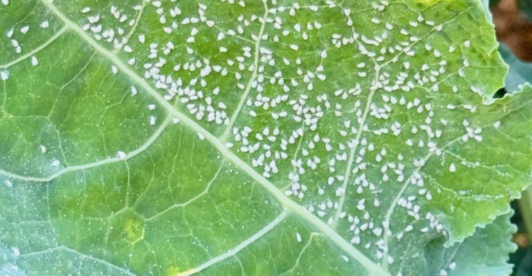 bugs on leaf