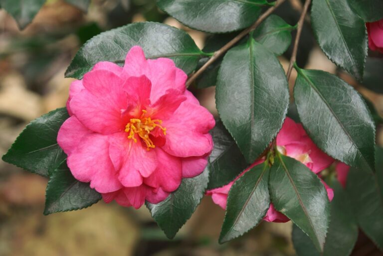 pink camelia flower