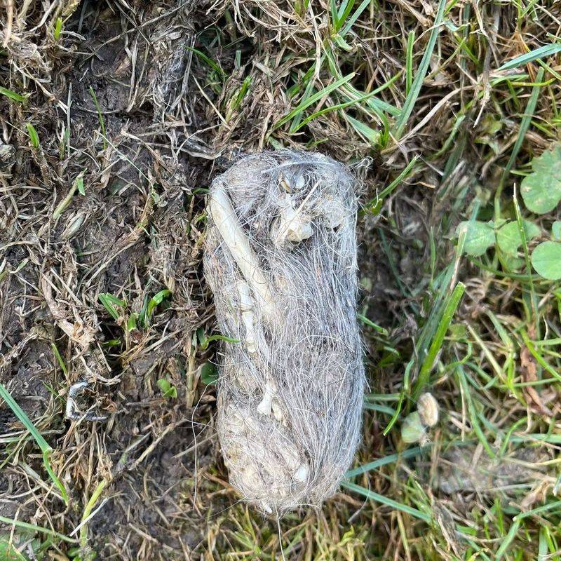 Owl Pellets Scattered Around Your Property