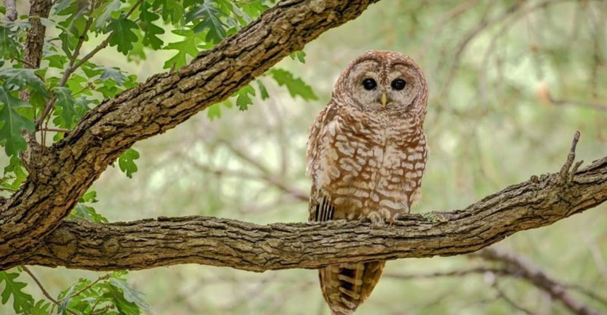 7 Clear Signs An Owl Has Been Active In Your Oklahoma Yard Without You Knowing