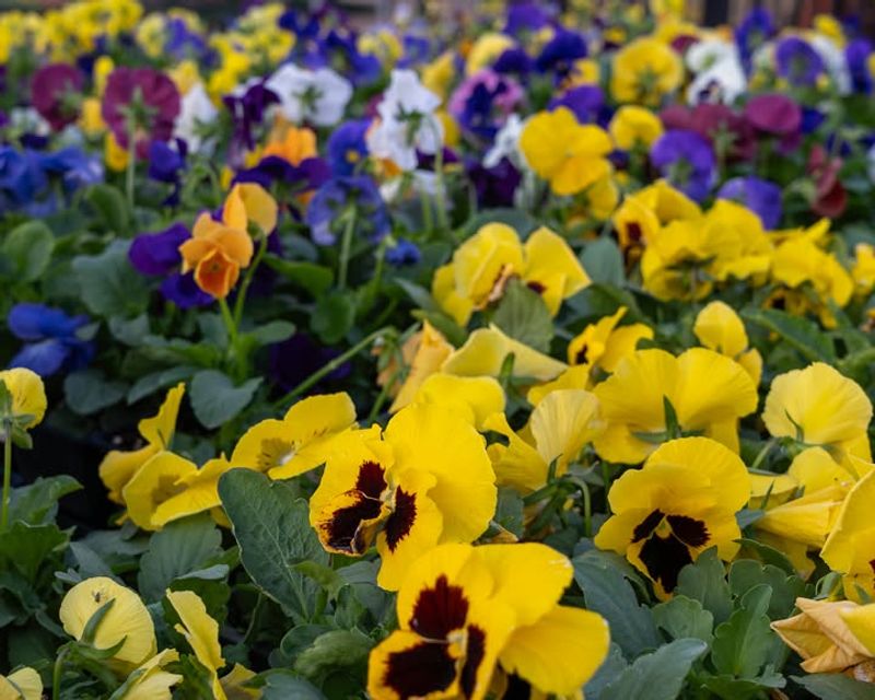 Pansies