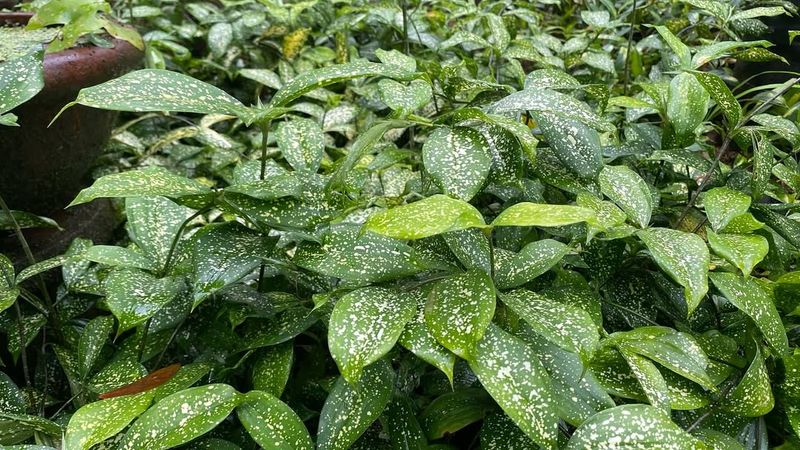 Aucuba Japonica (Gold Dust Plant)