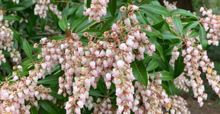 Pieris Japonica (Japanese Andromeda)