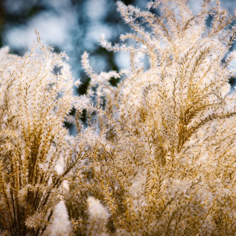 Clean Up Diseased Plant Material