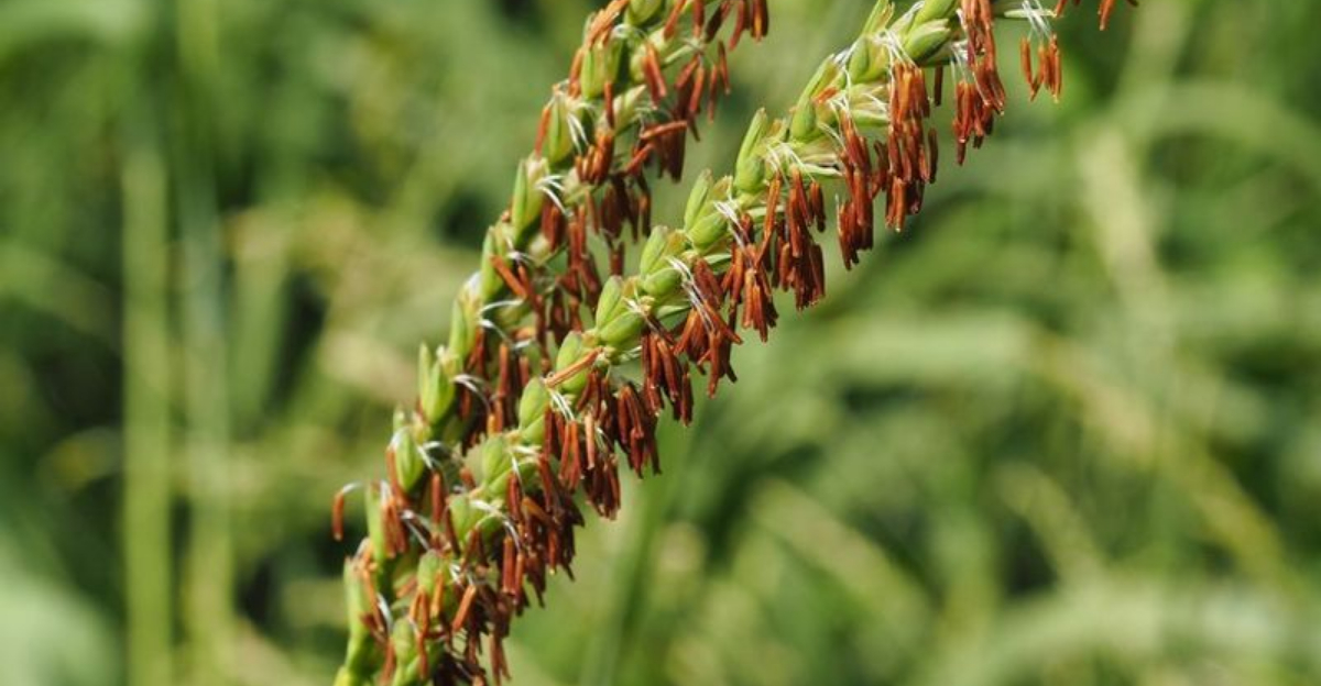 7 Grass Varieties To Plant In Florida Yards That Attract Birds