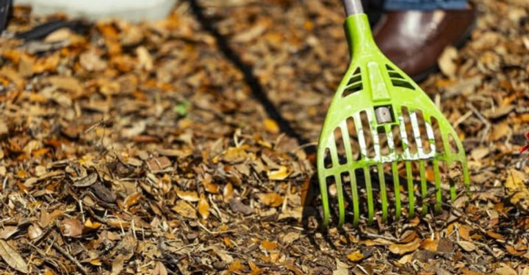 cleaning garden leaves
