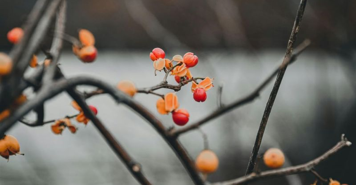 7 Invasive Plants In Michigan That Are Easier To Remove In Winter